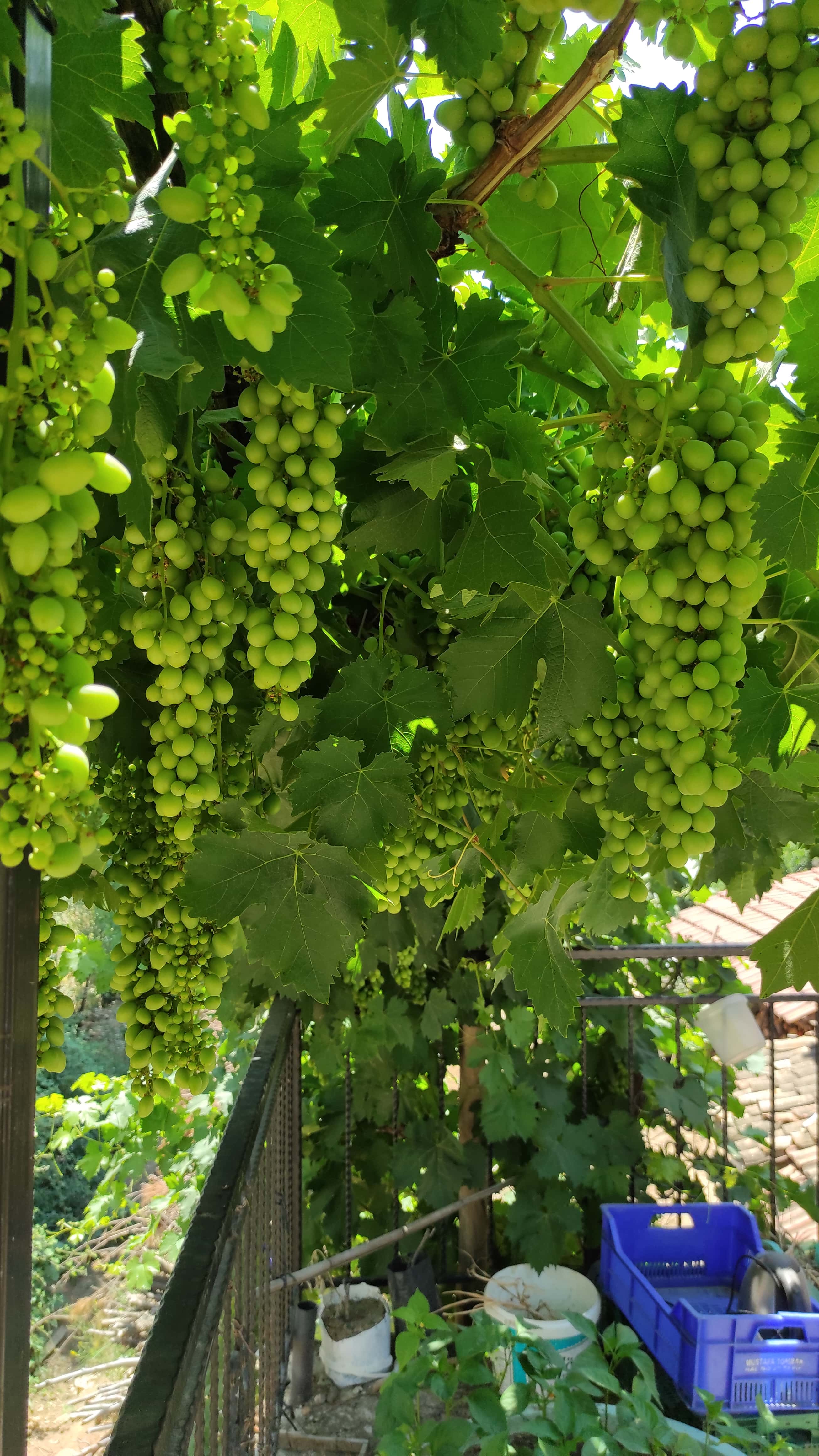 İzmir’de üzüm toplama ve bağ işleri
