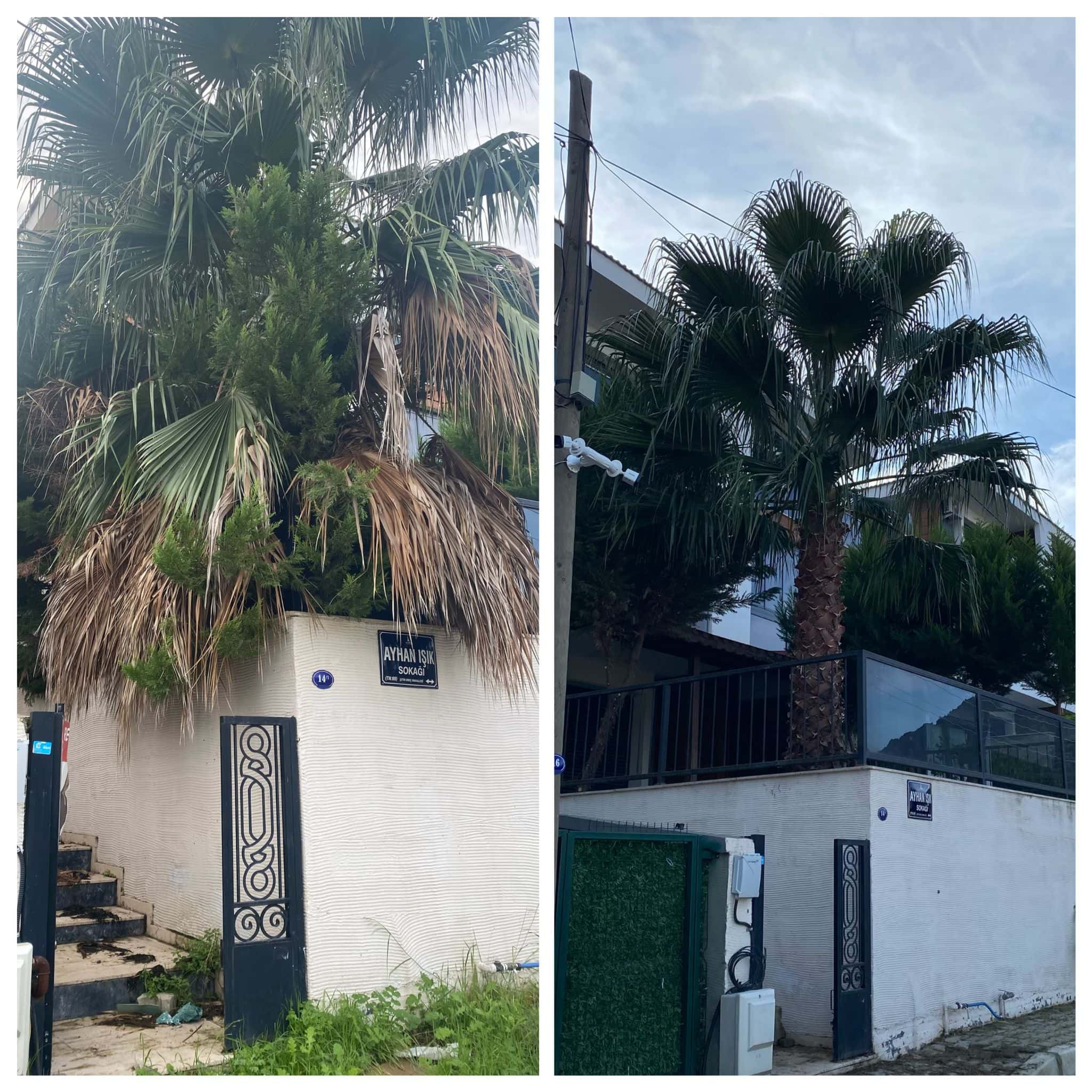 İlkbaharda ağaç budama ve bahar hazırlığı