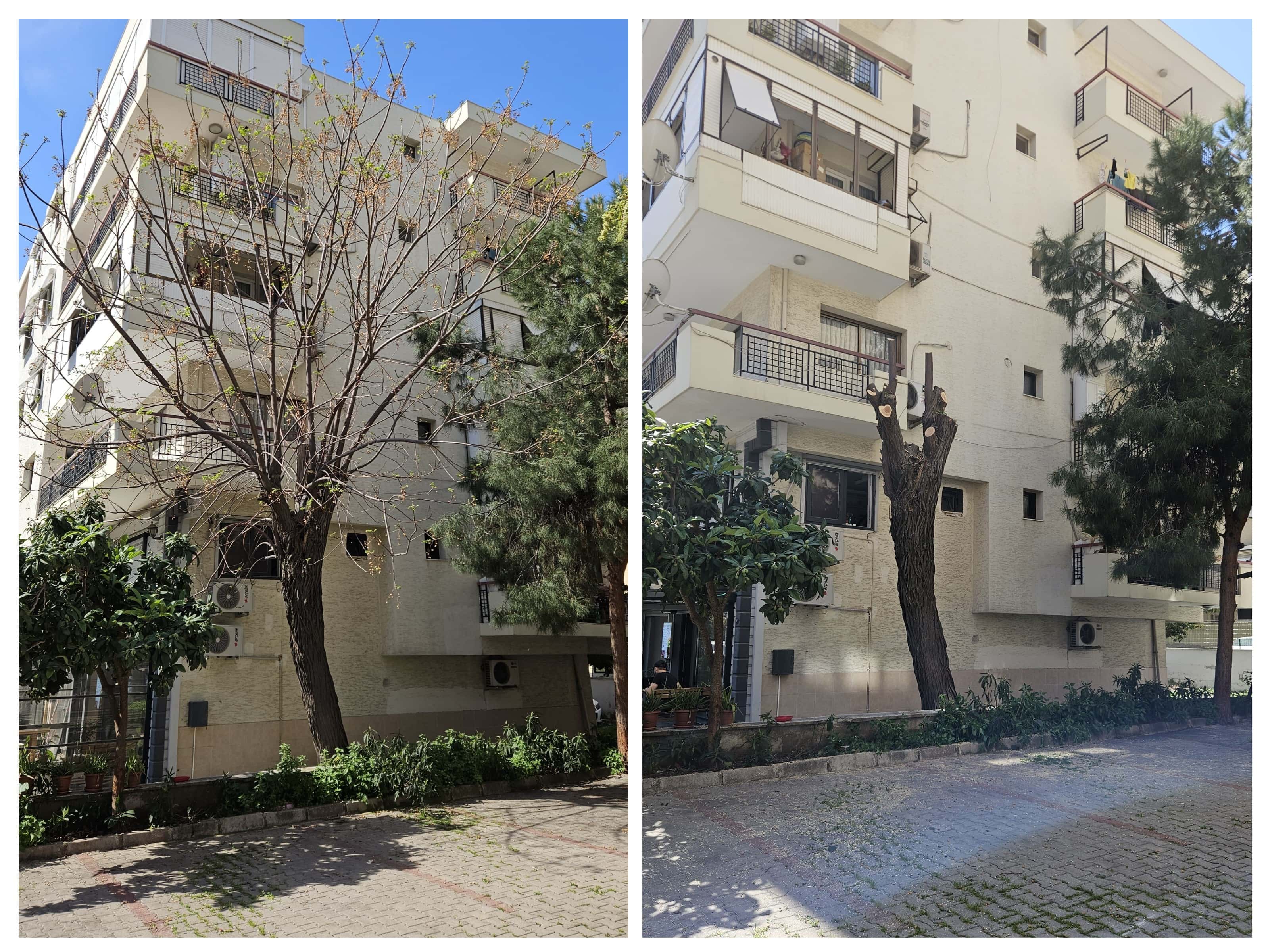 İzmir’de ağaç kesme ve budama hizmeti